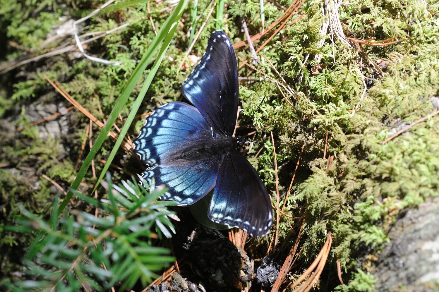 The red-spotted purple and the mourning cloak are about the same size, and both can be seen during mid-to-late summer. The red-spotted purple has more of a blue hue toward the rear portion of the dorsal side of the wings. Like the mourning cloak, it has blue spots near the fringe, but these are a lighter-blue hue. The ventral side of the red-spotted purple includes many orange-red spots; they can be seen if the red-spotted purple has its wings folded inward.